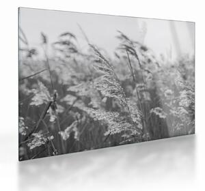 Üveg kép - Fű a szélben (70x50 cm)