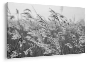 Kép - Fű a szélben (90x60 cm)