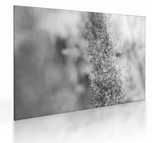 Üveg kép - Boho pampafű (70x50 cm)