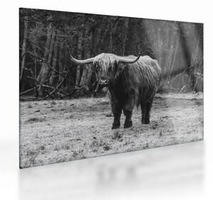 Üveg kép - Skót tehén (70x50 cm)
