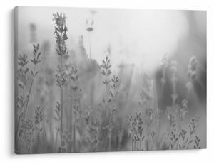 Kép - Levendula (70x50 cm)