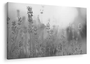 Kép - Levendula (90x60 cm)