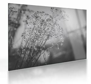 Üveg kép - Mező az eső után (70x50 cm)