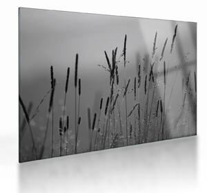 Üveg kép - Fűszálak (70x50 cm)