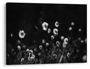 Kép - Gyapotfűvel borított rét N⁰1 (70x50 cm)