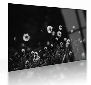 Üveg kép - Gyapotfűvel borított rét N⁰1 (70x50 cm)