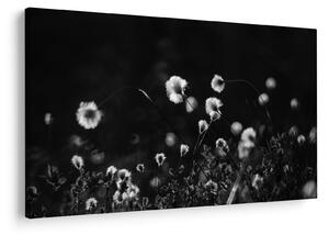 Kép - Gyapotfűvel borított rét N⁰1 (90x60 cm)