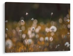 Kép - Gyapotfűvel borított rét N⁰2 (70x50 cm)