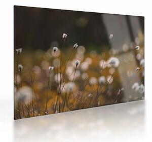 Üveg kép - Gyapotfűvel borított rét N⁰2 (70x50 cm)