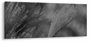 Kép - Szárított pampafű (120x50 cm)