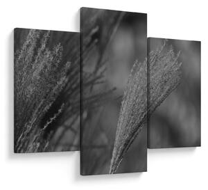 Kép - Szárított pampafű (90x60 cm)