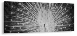 Kép - Fehér páva (120x50 cm)