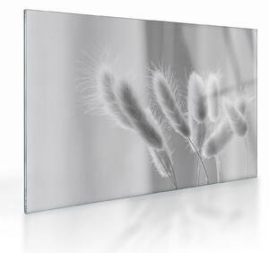 Üveg kép - Nyuszi farok fű (70x50 cm)