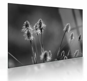 Üveg kép - Bézs színű puha fű N⁰2 (70x50 cm)
