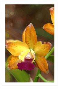Poszter narancssárga orchidea
