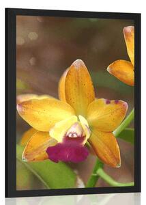 Poszter narancssárga orchidea