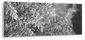 Kép - Lucfenyő erdő (120x50 cm)