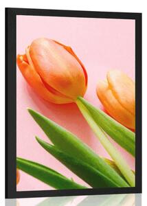Poszter tulipán