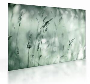 Üveg kép - Zöld rét (70x50 cm)