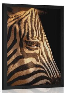Poszter egy zebra portréja