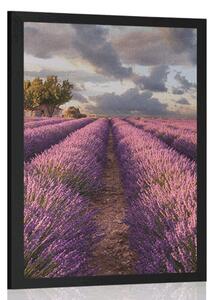Poszter levandula mezők