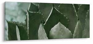 Kép - Zöld agávé (120x50 cm)