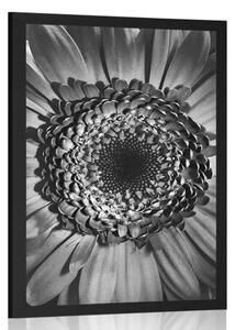 Poszter fekete fehér gerbera
