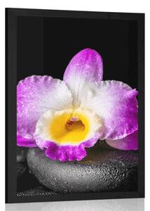 Poszter paszportuval lila orchidea Zen kövön