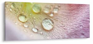 Kép - Harmatcseppek (120x50 cm)
