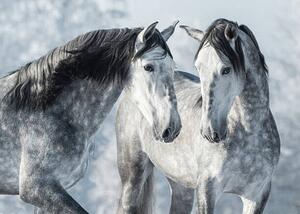 Művészeti fotózás Portrait of two spanish grey stallions, Abramova_Kseniya, (40 x 30 cm)