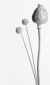 Fotográfia Poppy Seed Capsule Black and White, Studio Collection, (26.7 x 40 cm)