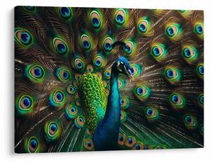 Kép – Pávatoll (70x50 cm)