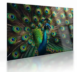 Üveg kép – Pávatoll (70x50 cm)