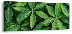 Kép - Levelek harmatcseppekkel (120x50 cm)