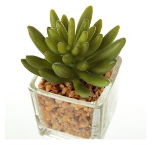 Műnövény szett 6 db-os (magasság 8 cm) Cactus – Casa Selección
