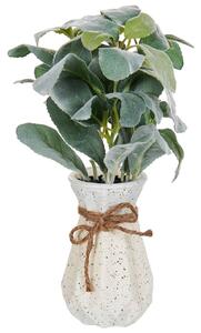 Műnövény PEPEROMIA ARGYREIA 30 cm Zöld