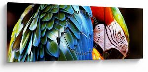 Kép - Papagáj (órával) (90x30 cm)