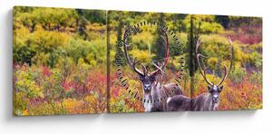 Kép - Caribou, Alaszka (órával) (90x30 cm)