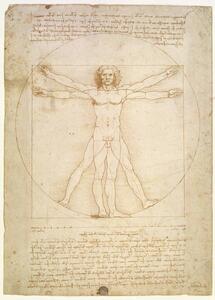 Leonardo da Vinci - Reprodukció The Proportions of the human figure , c.1492, (30 x 40 cm)