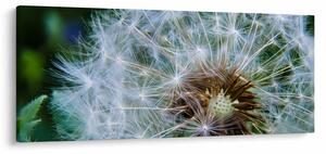 Elvirágzott pitypang képe (120x50 cm)