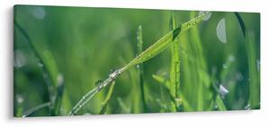 Harmat cseppek képe (120x50 cm)