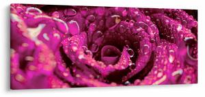 Rózsaszín rózsa virágzata képe (120x50 cm)