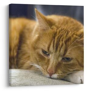 Macska képe (30x30 cm)