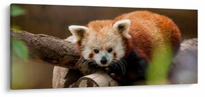 Vörös panda képe (120x50 cm)