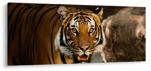 Tigris képe (120x50 cm)