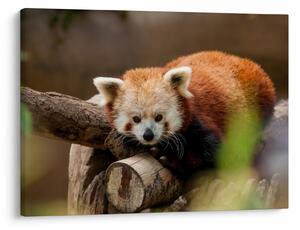 Vörös panda képe (70x50 cm)
