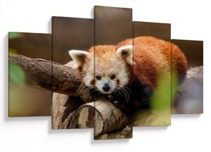 Vörös panda képe (150x105 cm)