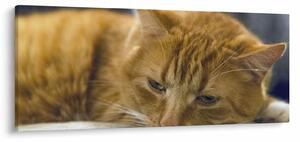 Macska képe (120x50 cm)