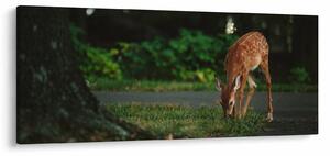 Gida képe (120x50 cm)