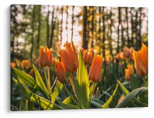 Kép - tulipánok (70x50 cm)